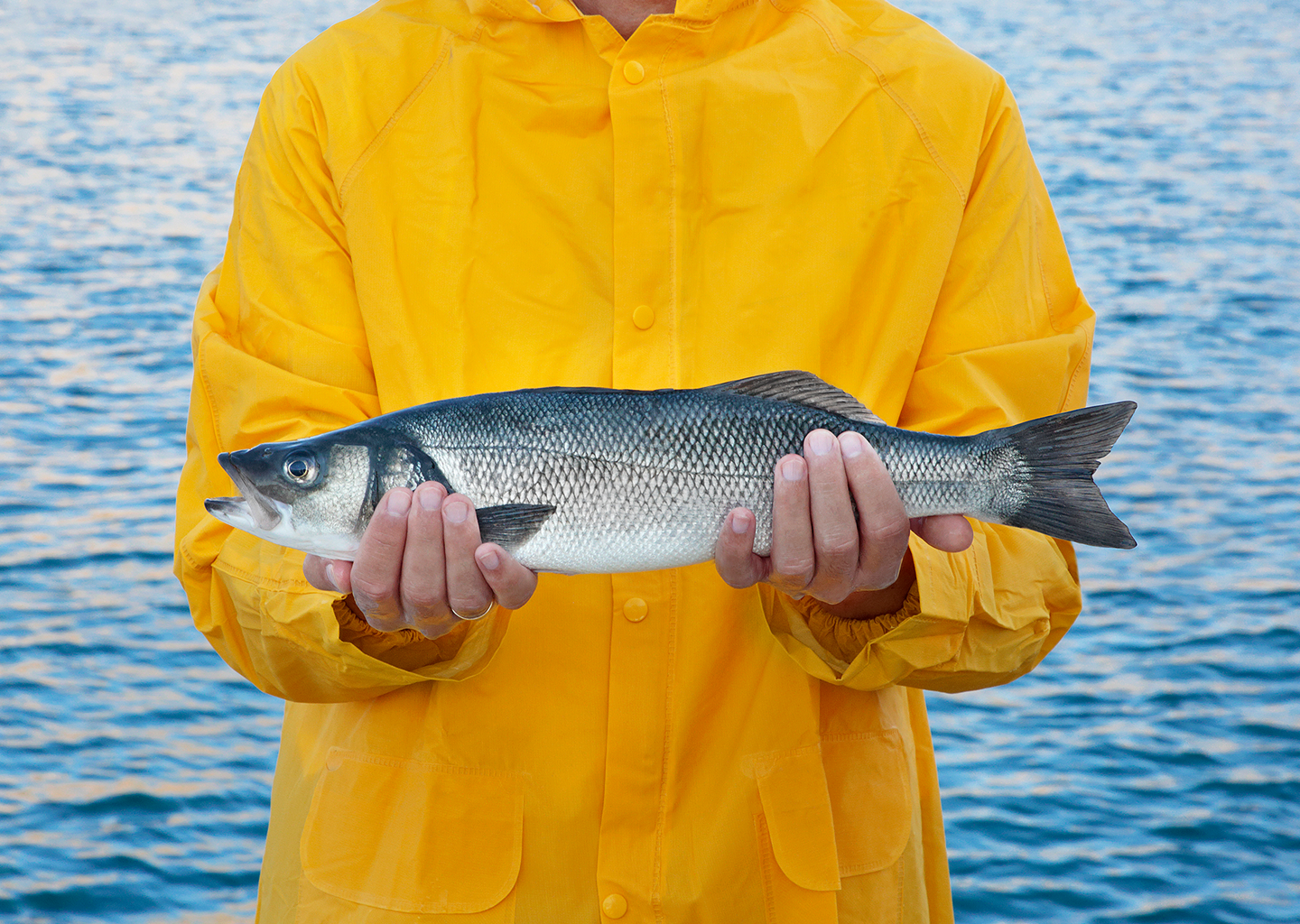 KITO Fish